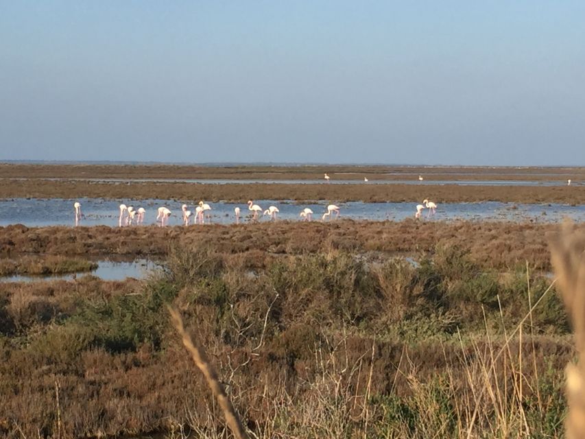 Camargue: Safari from Saintes-Maries-de-la-Mer - A private group with a quieter feel