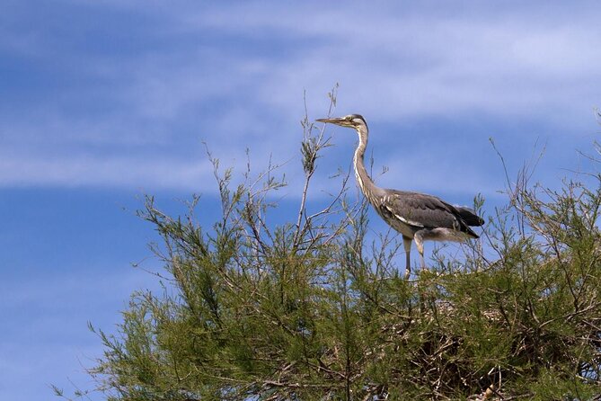 Camargue Small-Group Day Trip from Avignon - Key things to know before booking