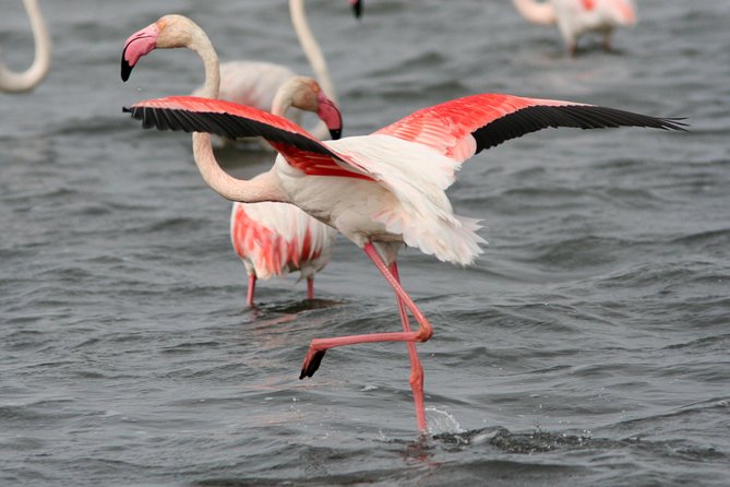 Camargue Small-Group Day Trip from Avignon - Who should book this Camargue day trip