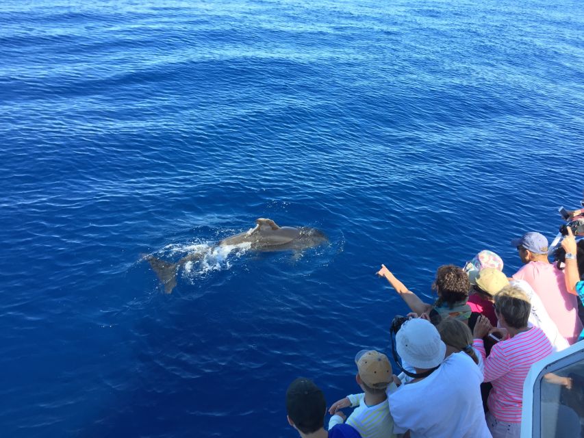 Cargèse: Scandola, Girolata, and Piana Afternoon Boat Tour - How the $74 price measures up
