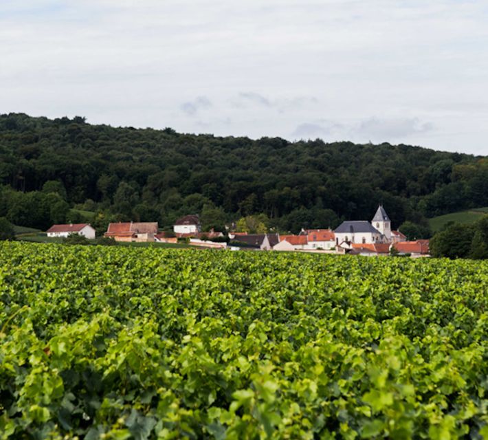 Champagne: Canard-Duchêne Champagne House Tour - How the guide explains champagne production