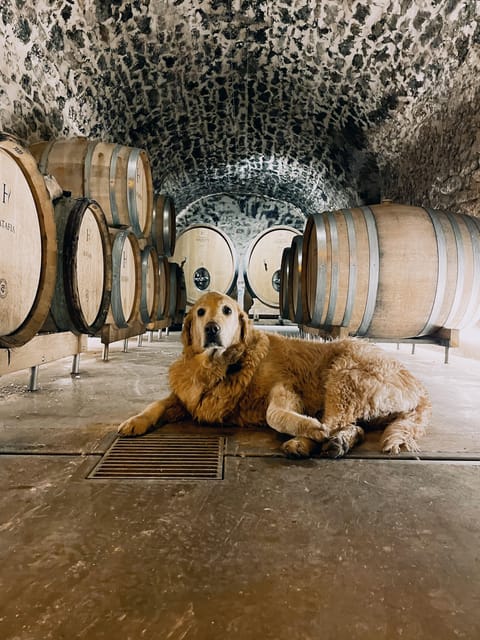 Champagne Cellar Experience: Explore our historic cellars - Language, age rules, and practical limits