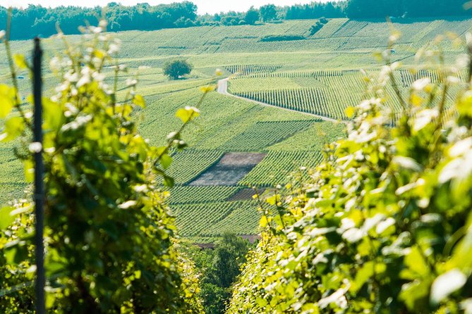 Champagne Day Trip with 6 Tastings, Reims and Winery from Paris - Reims Cathedral and its carved stonework
