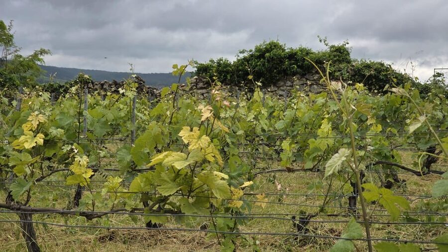 Champagne Vineyard Experience: Delve into the terroir - A family-friendly visit with one firm limit