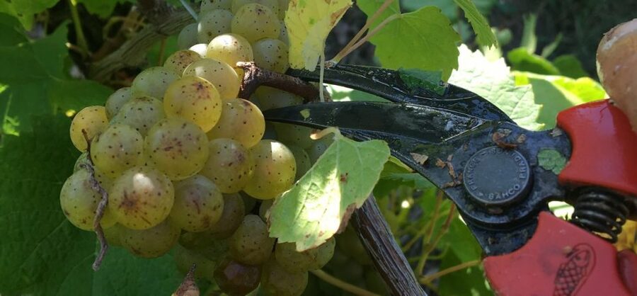 Château du Bois-Huaut: Cellar Tour and Wine Tasting Class - A family winery near Nantes, not a polished wine theme park