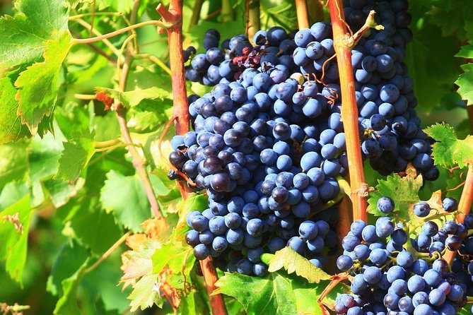 Châteauneuf du Pape Wine Day Tasting Tour including Lunch from Avignon - What to bring and how to pace yourself