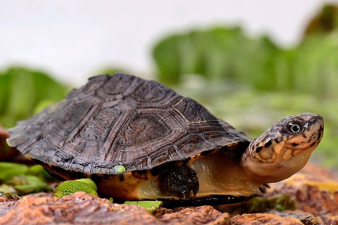 Corsica A Cupulatta Turtle Park Skip the Line Admission Ticket - What makes this visit worth your time