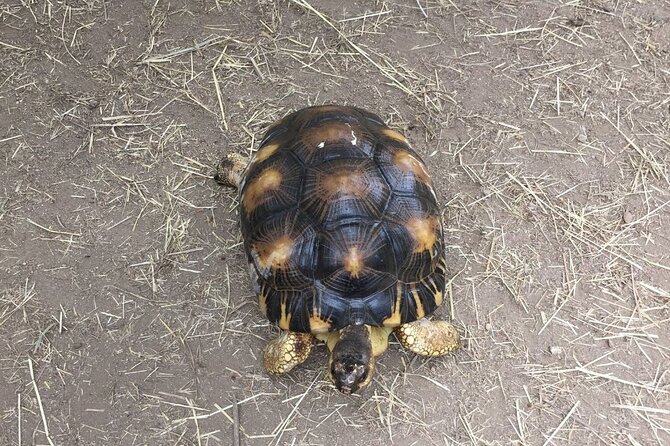 Corsica A Cupulatta Turtle Park Skip the Line Admission Ticket - Why the shaded setting matters in Corsica