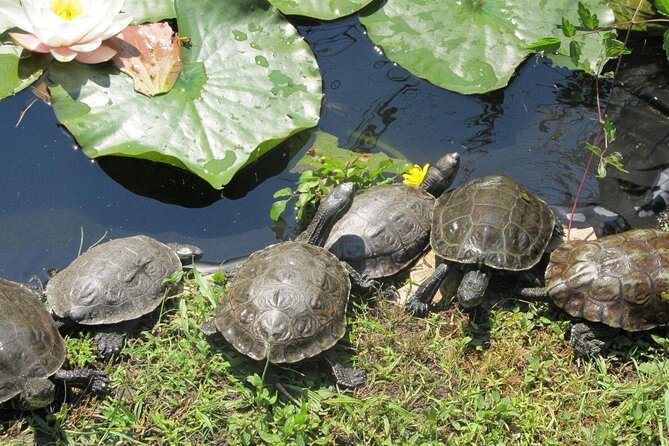Corsica A Cupulatta Turtle Park Skip the Line Admission Ticket - The real planning issue is transport from Ajaccio