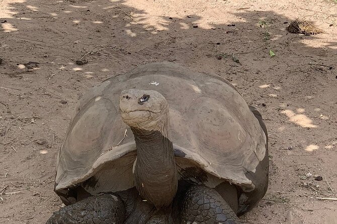 Corsica A Cupulatta Turtle Park Skip the Line Admission Ticket - Is the skip-the-line ticket useful?