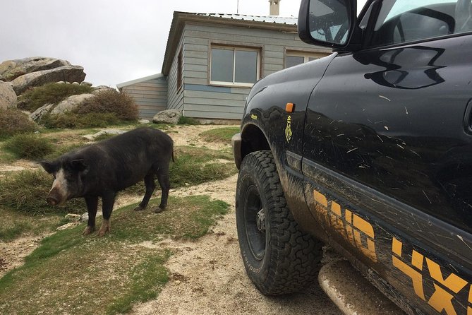 Corsica Extreme Sud Day 4X4 Excursions from Porto-Vecchio - Who will get the most from this Corsican outing?
