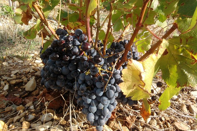 Cotes de Provence Wine Tour from Aix-en-Provence - Who should choose this tour?
