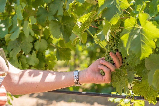 Cotes de Provence Wine Tour from Aix-en-Provence - Practical details that shape the day