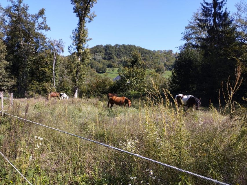Cruseilles: Horseback Riding in the Countryside - Meeting your horse at Ecurie des Goths