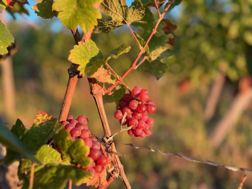 Dare to Alsace Wine with a Feminine Touch - A few practical ways to plan it