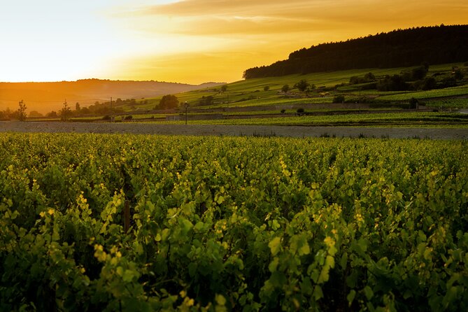 Discover Burgundy - Why this short Pommard tasting works