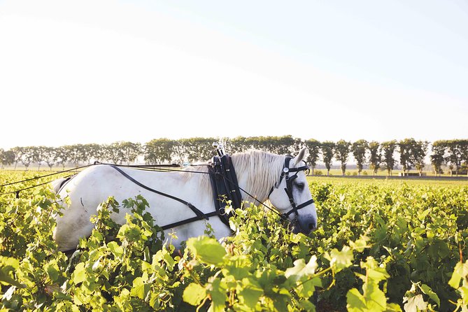 Discover Burgundy - The Burgundy basics: five subregions and a strict hierarchy