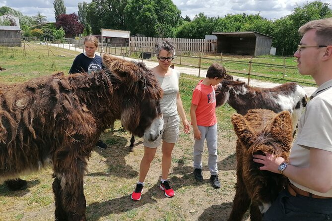 Discovery day in the footsteps of Baudet du Poitou - Meeting the Poitou donkeys at Parc Du Coq à lÂne