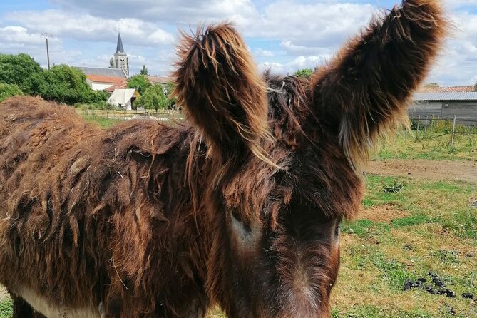 Discovery day in the footsteps of Baudet du Poitou - Is $103.72 a fair price?