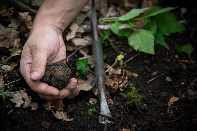 Discovery of the world of Truffles and tasting - Watching Taiga search for planted truffles