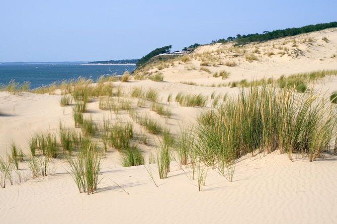 Dune du Pilat and Oysters Tasting in only 1 hour away from Bordeaux ! What else? - Fresh oysters at La Teste-de-Buch