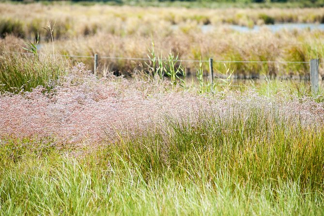 Electric bike excursion in Camargue - A Gourmet Break With Regional Flavors