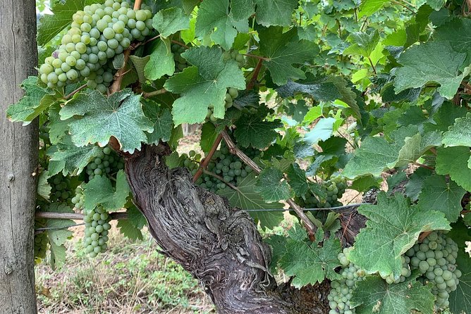 English Speaking Loire Winery Tours originating from Chinon - A picnic instead of a standard lunch stop