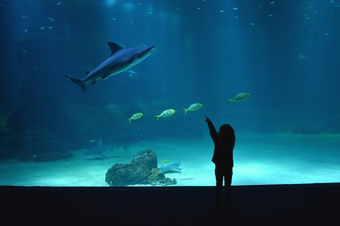 Entrance Ticket Nausicaa, the biggest aquarium in Europe - Finding your way through 85 aquariums