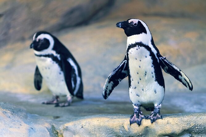 Entrance Ticket Nausicaa, the biggest aquarium in Europe - Why the conservation message matters