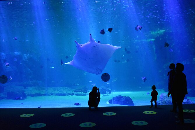 Entrance Ticket Nausicaa, the biggest aquarium in Europe - Timing your arrival and handling the voucher