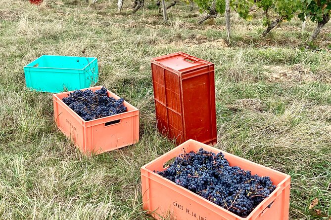 Epicurean Discovery Tour with Wine & Local Specialties - Walking through the château and vineyard