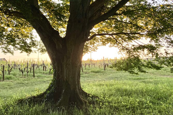Epicurean Discovery Tour with Wine & Local Specialties - Local specialties in the former stables