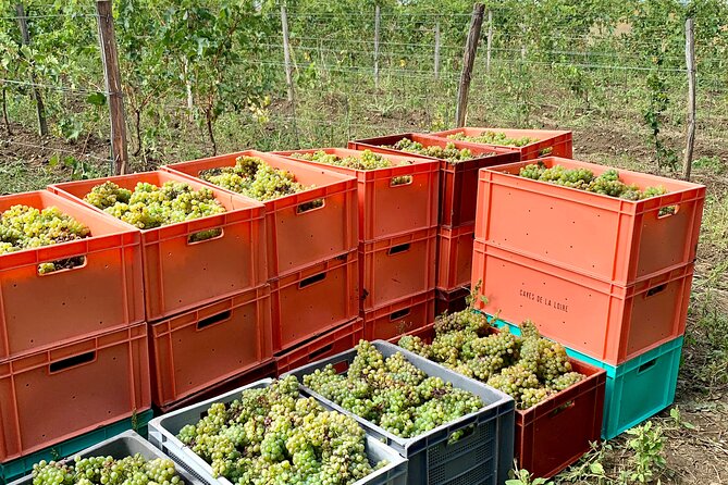 Epicurean Discovery Tour with Wine & Local Specialties - Who will enjoy this Chinon experience?