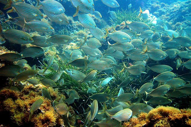 French Riviera Villefranche Bay Snorkeling Tour from Nice - Jellyfish, currents, and the safety question