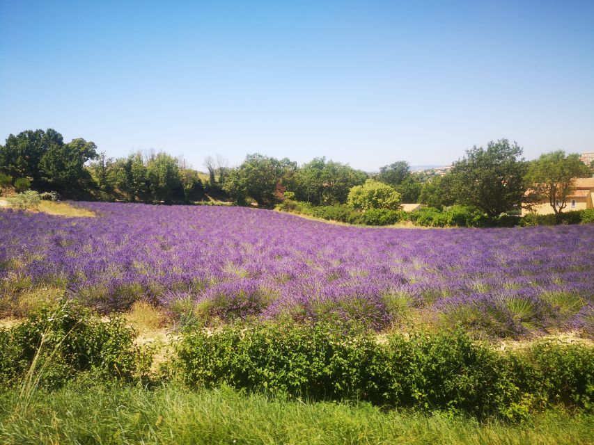 From Aix: Day Trip to Valensole Lavender Fields in Provence - Why Valensole is worth the ride from Aix