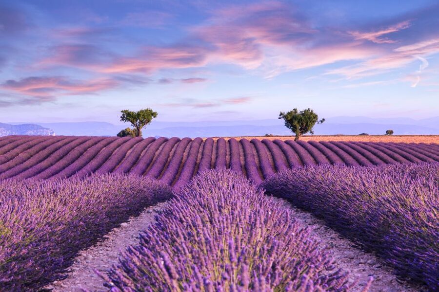 From Aix: Day Trip to Valensole Lavender Fields in Provence - The Valensole plateau photo stops