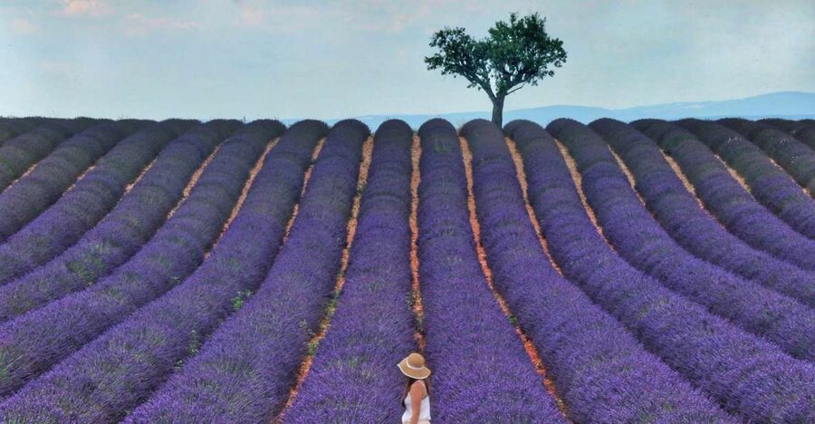 From Aix: Day Trip to Valensole Lavender Fields in Provence - Who will enjoy this half-day outing