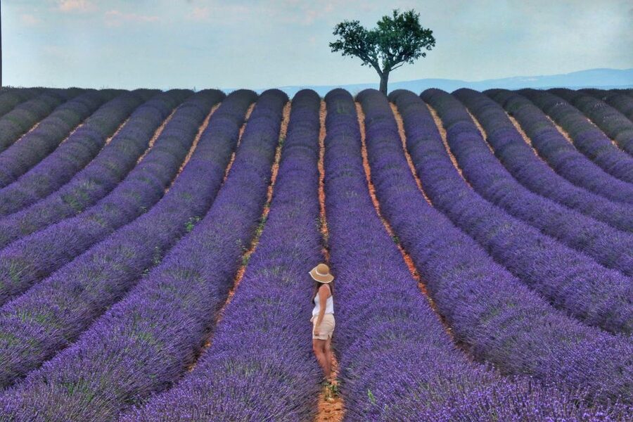 From Aix: Day Trip to Valensole Lavender Fields in Provence - Meeting in Aix and settling into the minibus