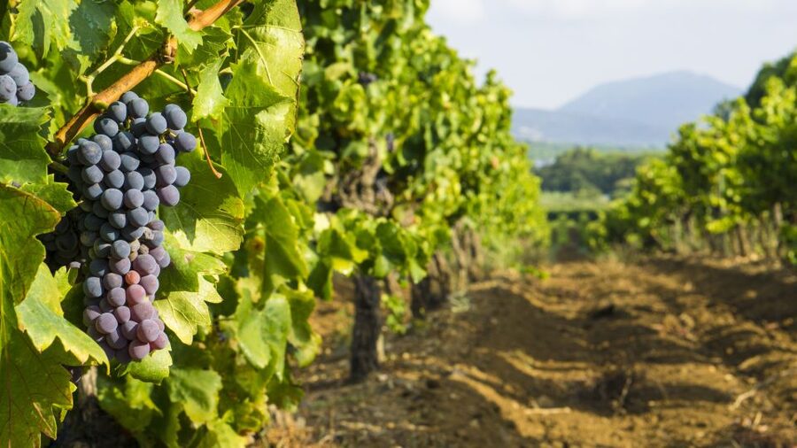 From Aix-en-Provence: Half-Day Wine Tour - Leaving Aix for the Côtes de Provence
