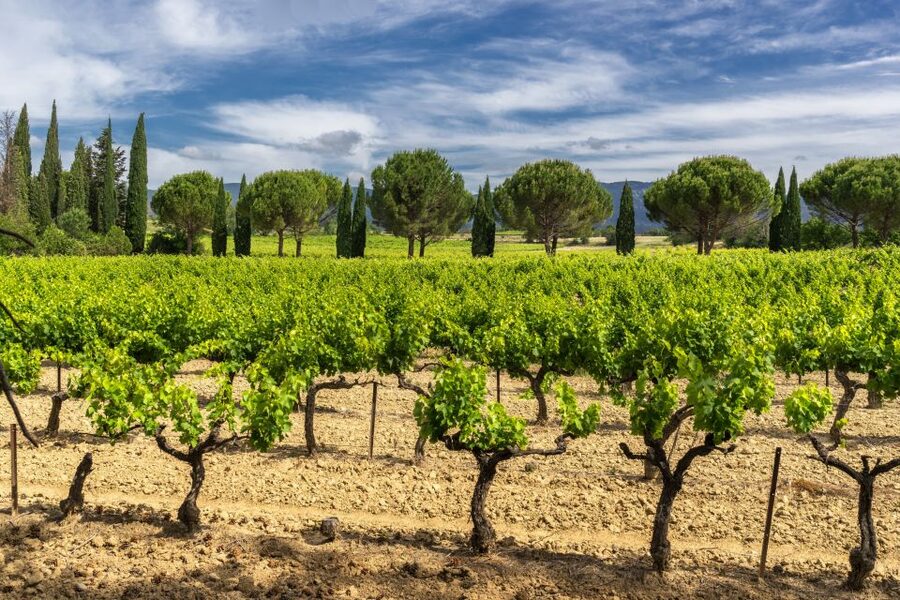 From Aix-en-Provence: Half-Day Wine Tour - Second winery: a different side of Provence wine