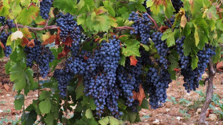 From Aix-en-Provence: Half-day Wine Tour Cezanne Countryside - First estate: a look at local production
