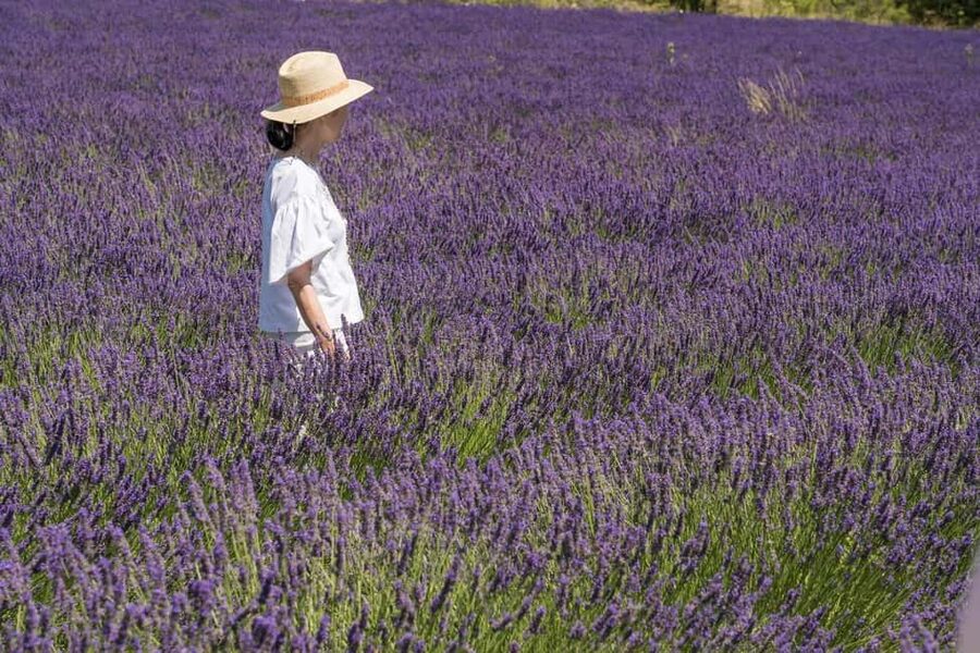 From Aix-en-Provence: Lavender Half Day Tour - Who should book this half-day outing?