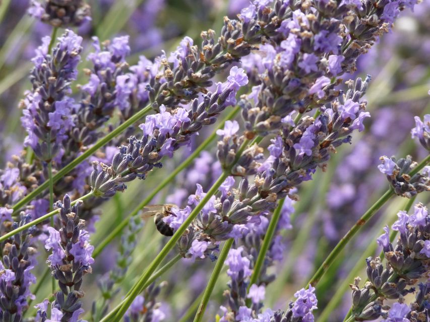 From Aix-en-Provence: Sault Lavender & Gordes Full-Day Tour - Is $182 a fair price?