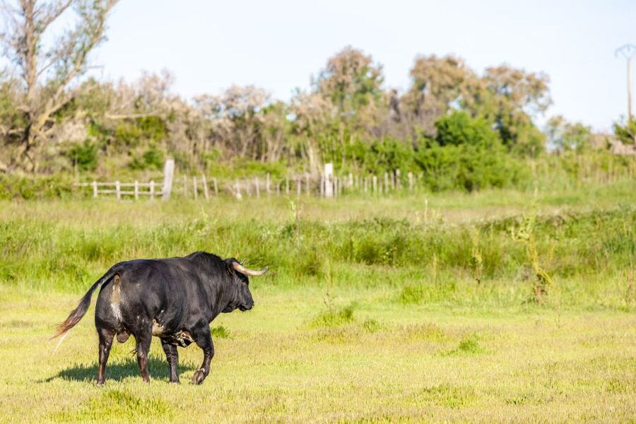 From Arles: Half-Day 4x4 Camargue Safari - Why a 4x4 is the right way to see the Camargue