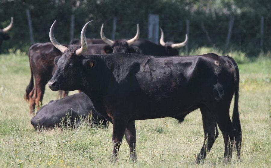 From Arles: Half-Day 4x4 Camargue Safari - What the four-hour route is designed to show you