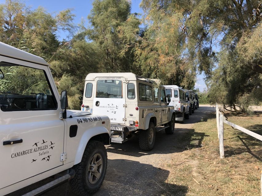 From Arles: Half-Day 4x4 Camargue Safari - Meeting the Camargue horses and bulls