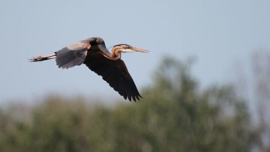 From Arles: Half-Day 4x4 Camargue Safari - The guides are a major part of the value