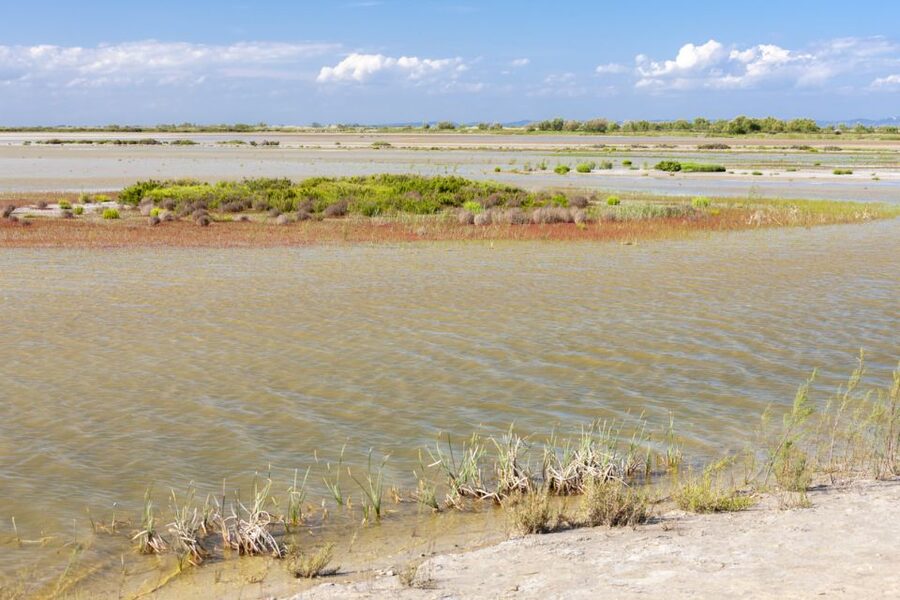 From Arles: Half-Day 4x4 Camargue Safari - Is $69 a fair price?