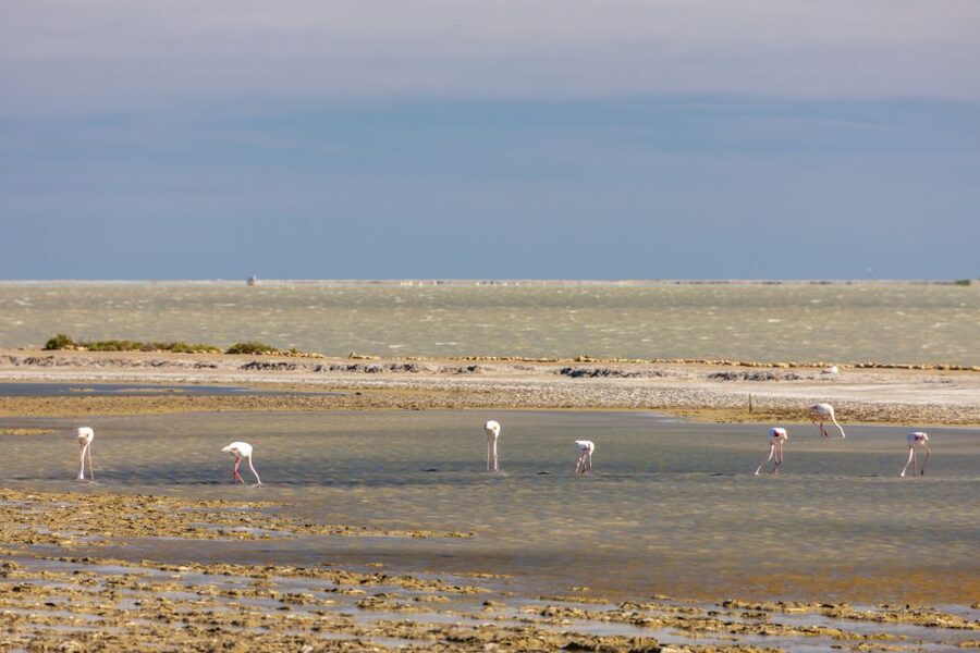 From Arles: Half-Day 4x4 Camargue Safari - My verdict: book it for access and local insight
