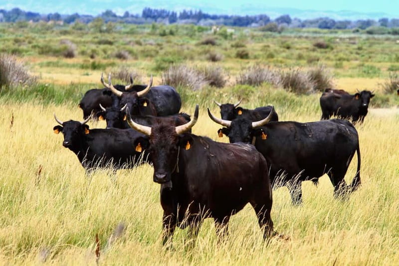From Avignon: Camargue Tour with Pont de Gau Bird Park Entry - White horses, black bulls, and the road between stops